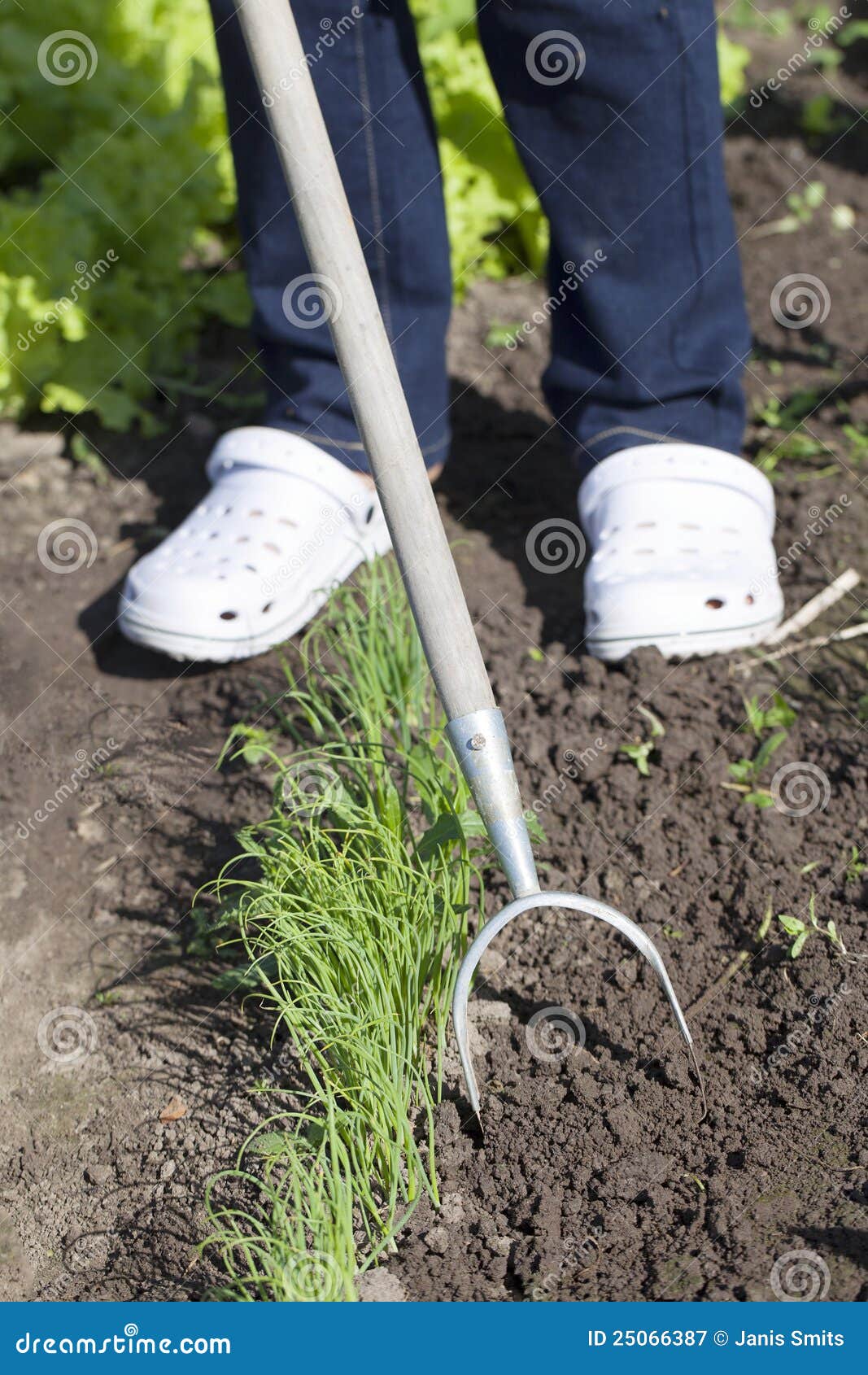 Germination of onions. stock image. Image of vegetable 25066387
