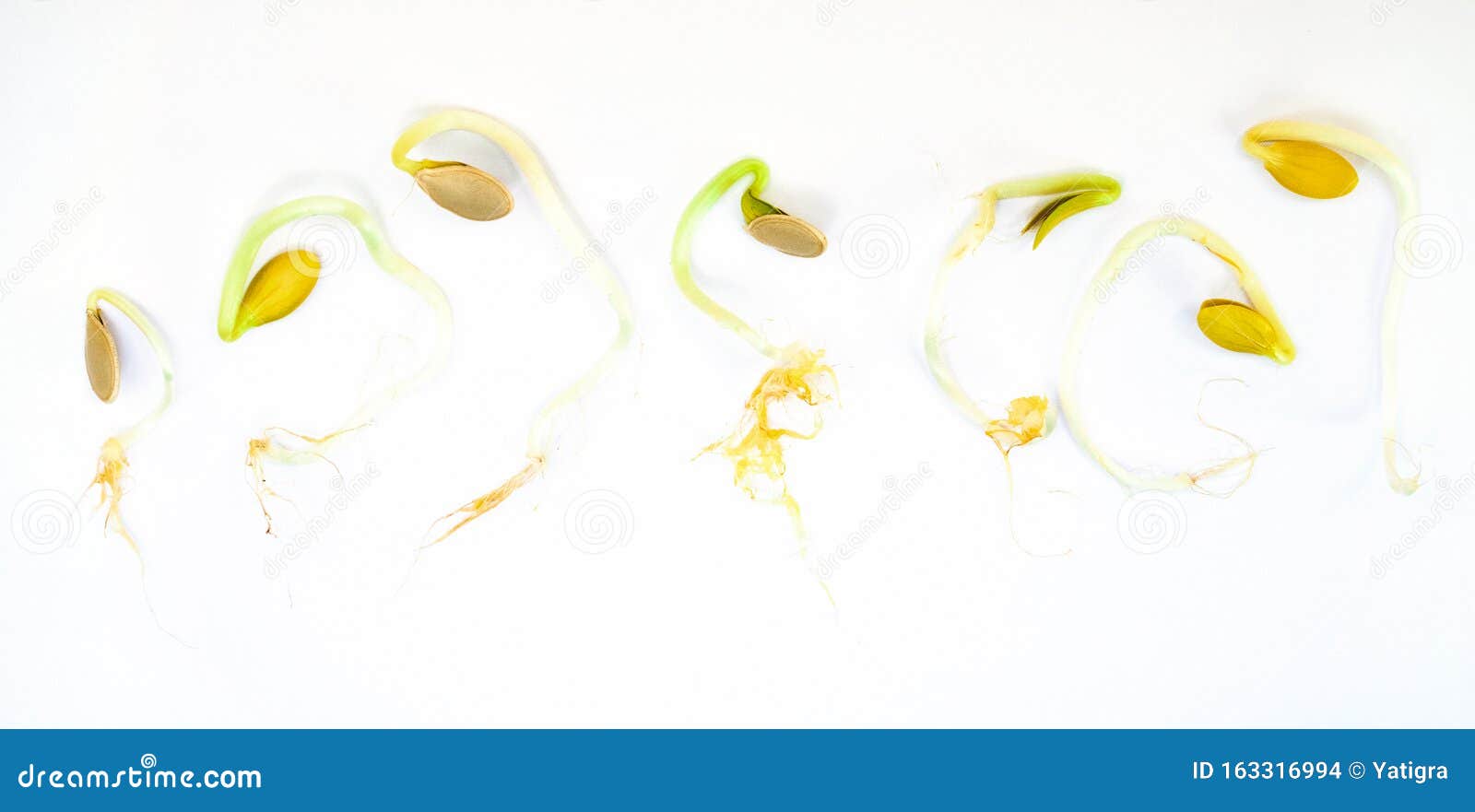 Germination Sequence of Pumpkin Seeds. the Concept of Growth and