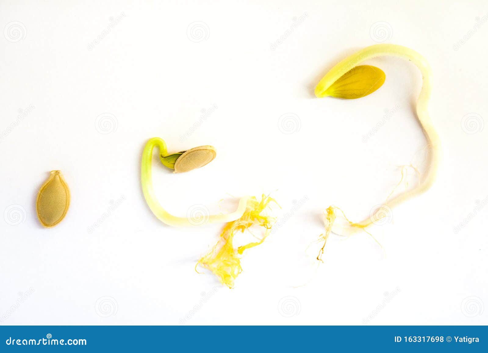 Germination Sequence of Pumpkin Seeds Isolated on White Stock Photo