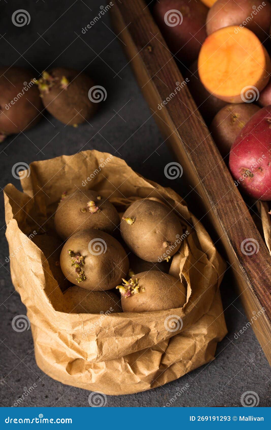 Germination of Sprouts on Potatoes for Planting Stock Image Image of