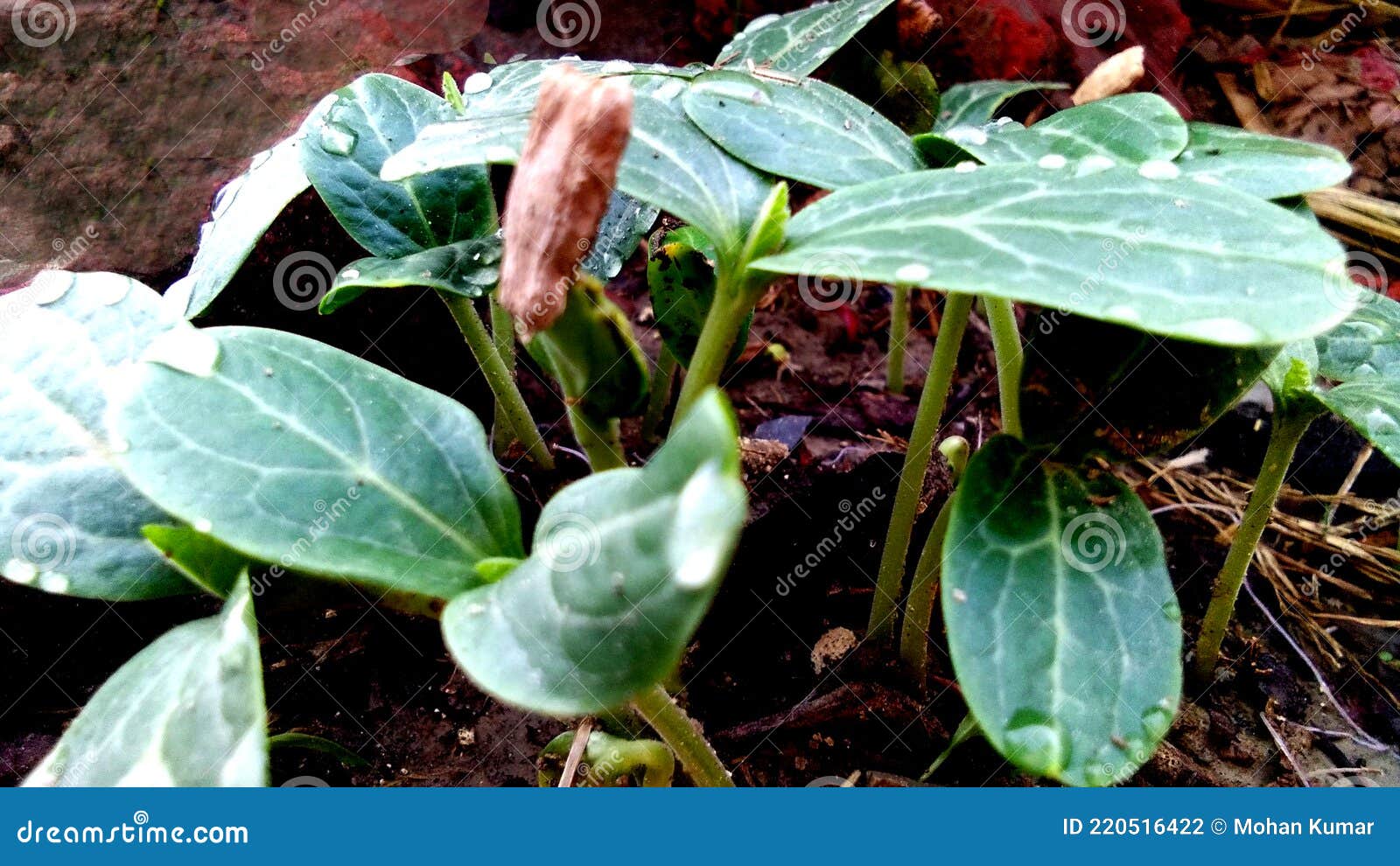 gourd seeds germination stock