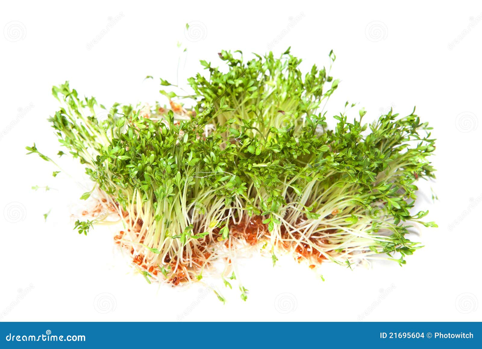 Germogli Di Erba Medica SaatPur Semi Biologici Per Germogli, Semi - Foto 12