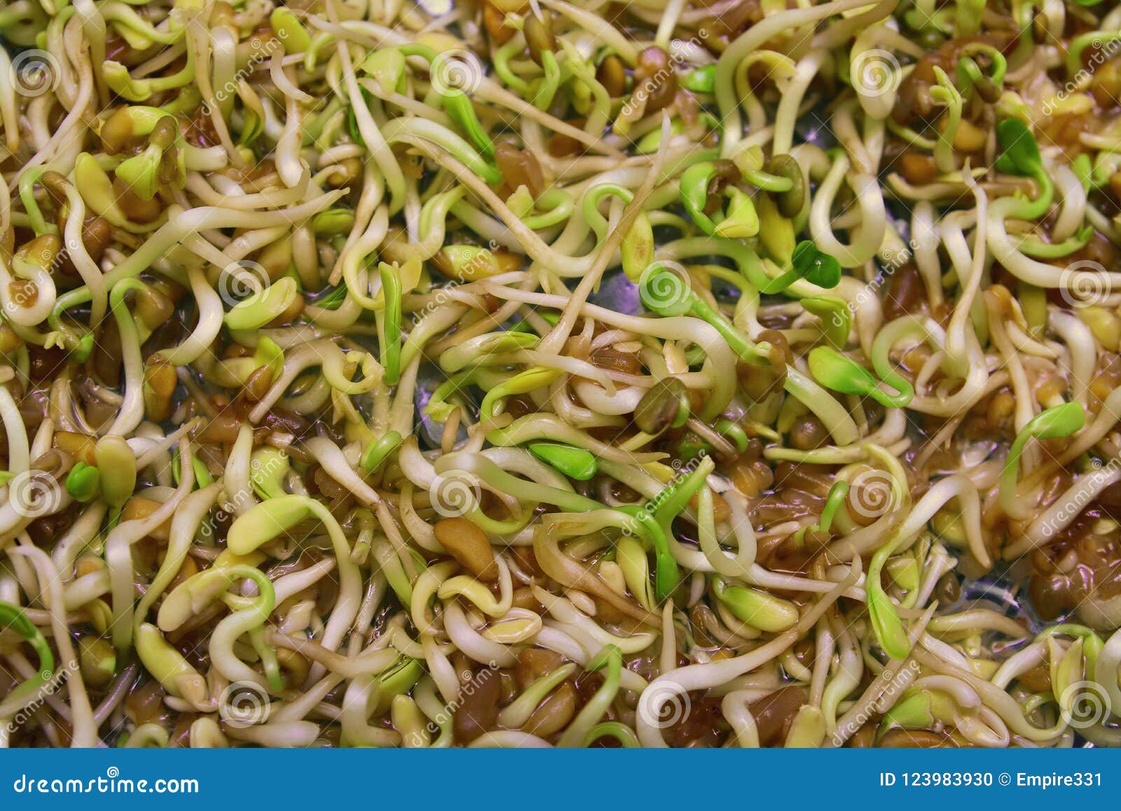 Semi Per Germogli Biologici | Bio Food Italia - Foto 11