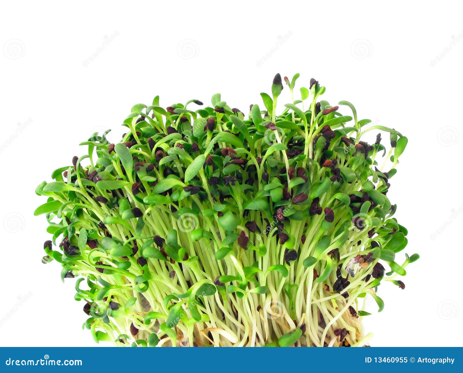 Alfalfa Bio (erba Medica) (semi Da Germogliare) – Oasi Delle Spezie - Foto 6