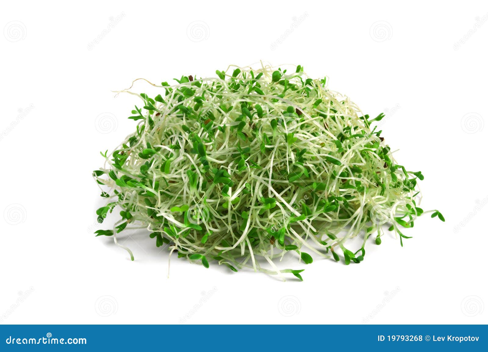 Alfalfa Bio (erba Medica) (semi Da Germogliare) – Oasi Delle Spezie - Foto 5