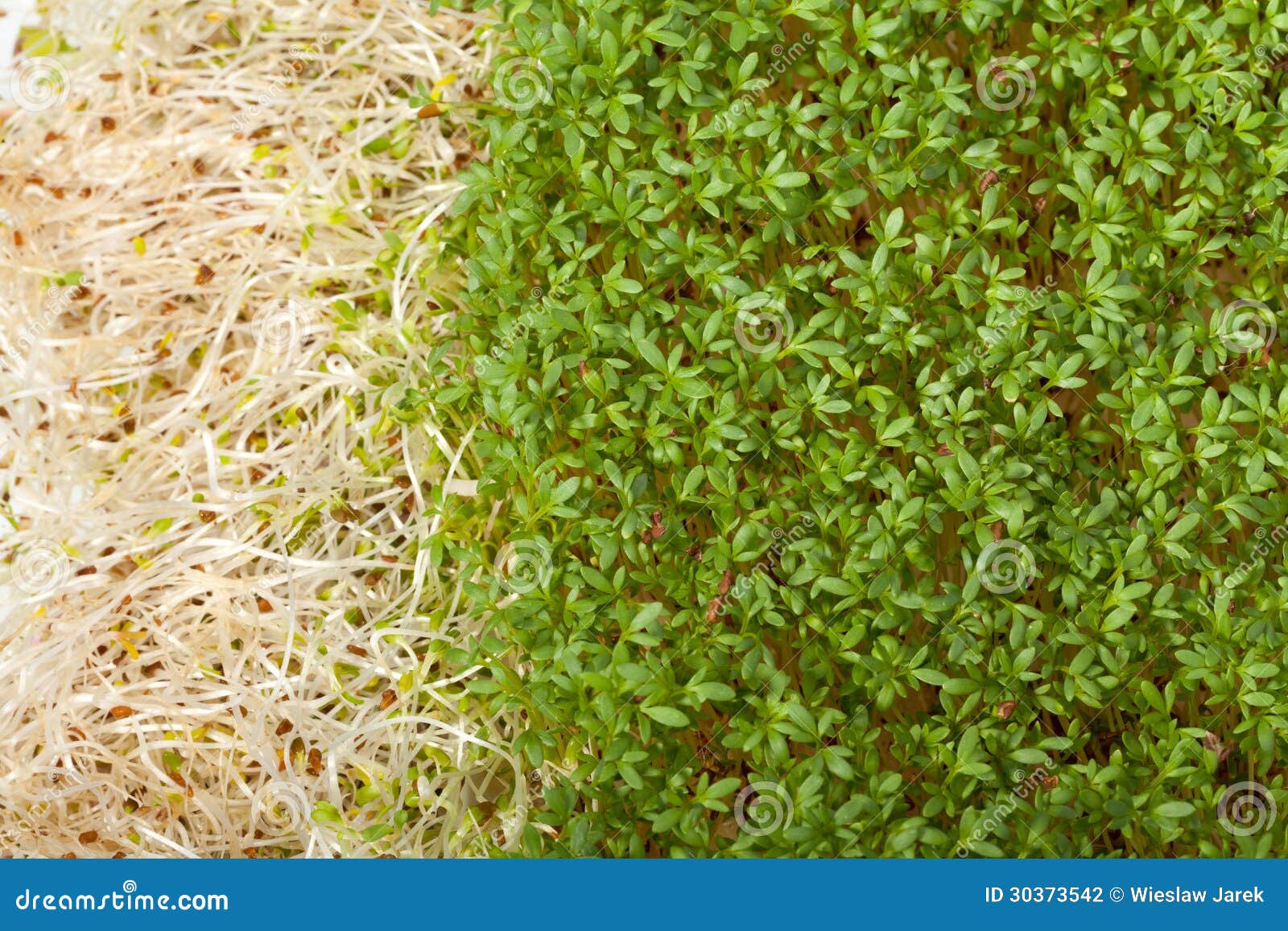 Germogli e crescione di alfalfa freschi su fondo bianco