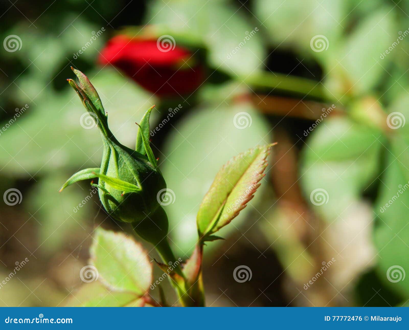 Petali Di Sapone Profumati ZUMUii Butterme - 81 Pezzi Alla Rosa, Con Contenitore Regalo Oro - Foto 12