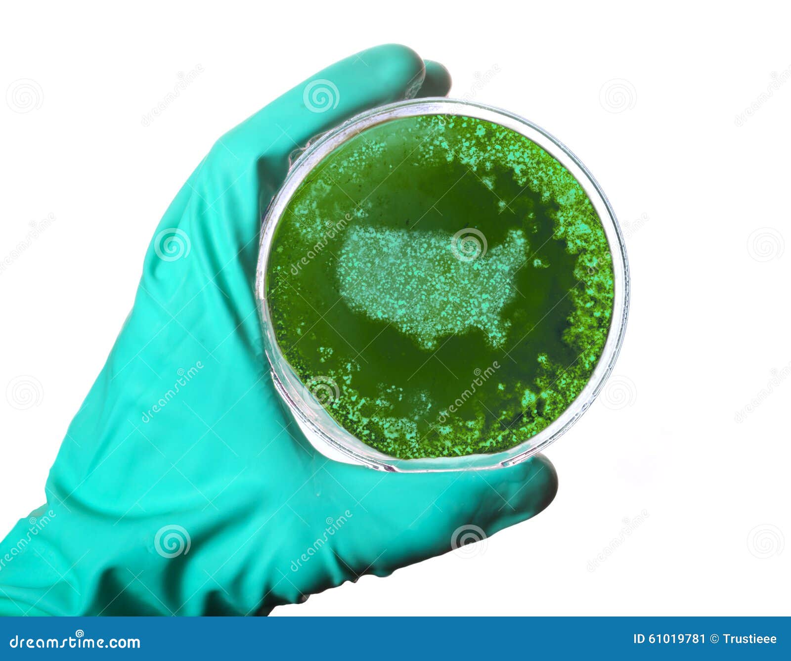 Germs In The Shape Of A Question Mark In A Petri Dish.series Royalty