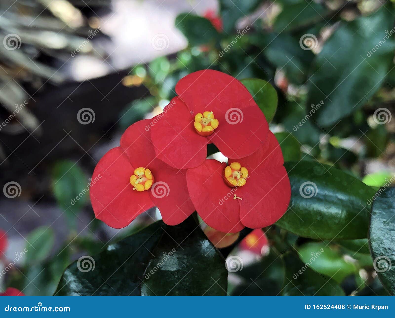 geroldÃ¢â¬â¢s thornless euphorbia geroldii, crown of thorns or wolfsmilch