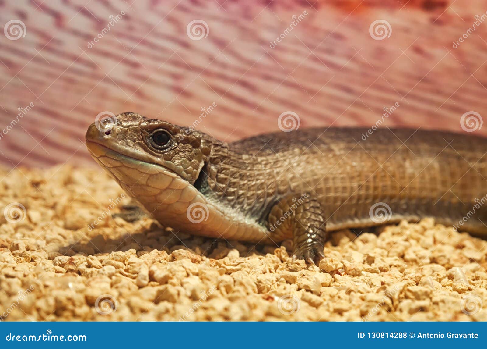 gerrhosaurus major or sudan plated lizard