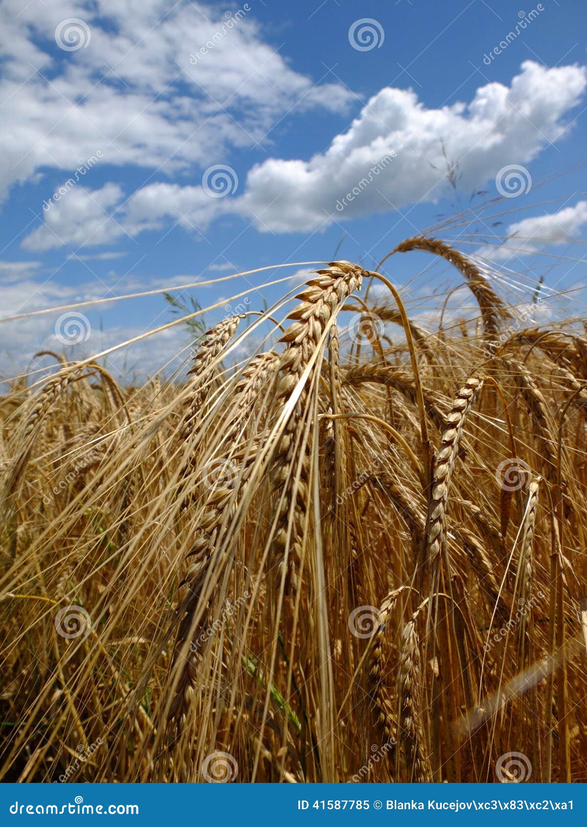 Gerste vor Ernte auf dem Feld