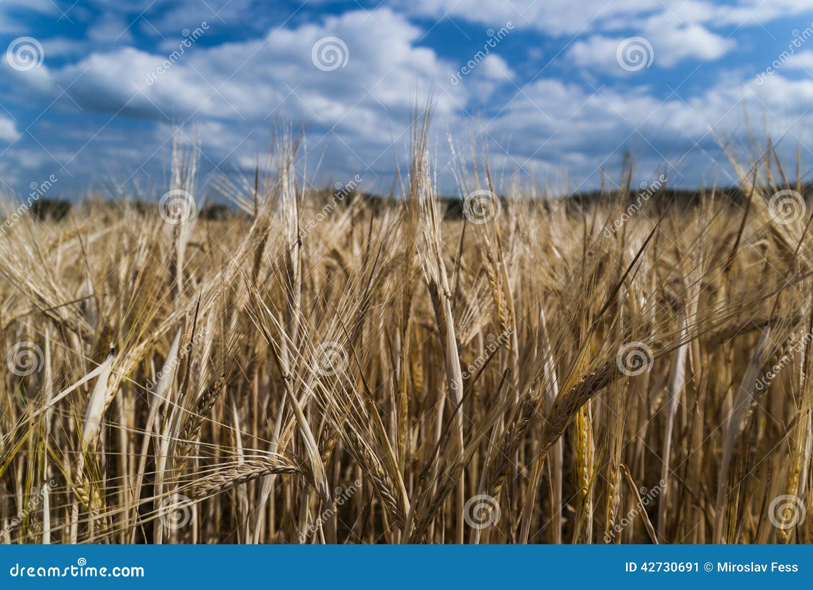 Gerstenfeld und blauer Himmel mit Wolken. Gerstenfeld mit dem blauen Himmel