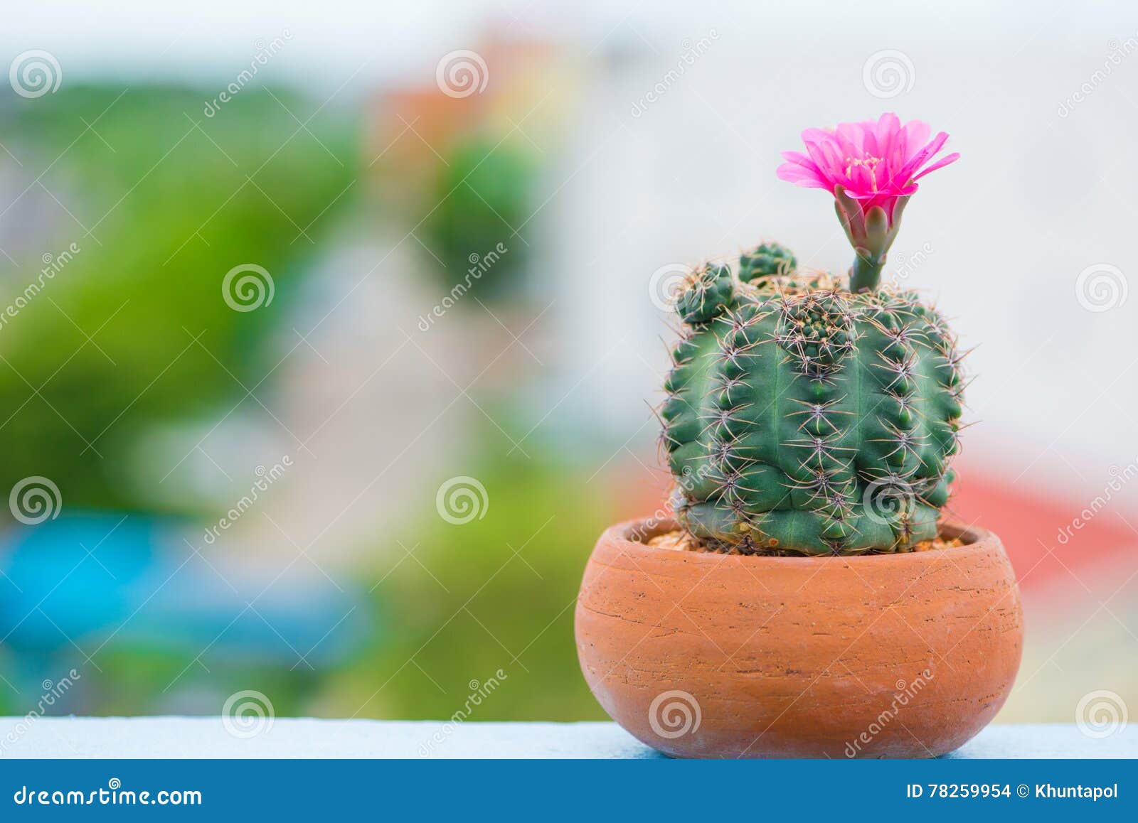 Geschlossen Herauf Blume Des Kaktus Stockfoto   Bild von trocken ...