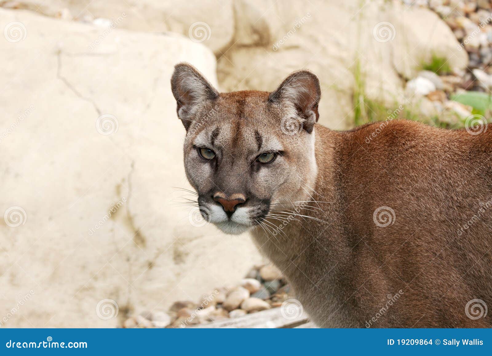 Gesicht eines Pumas. Fokussiertes Gesicht eines Puma- oder Gebirgslöwes