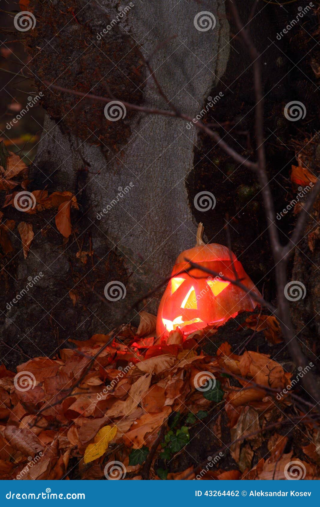 Gesneden Halloween pompoen. Pompoengezicht voor Halloween in het donkere bos