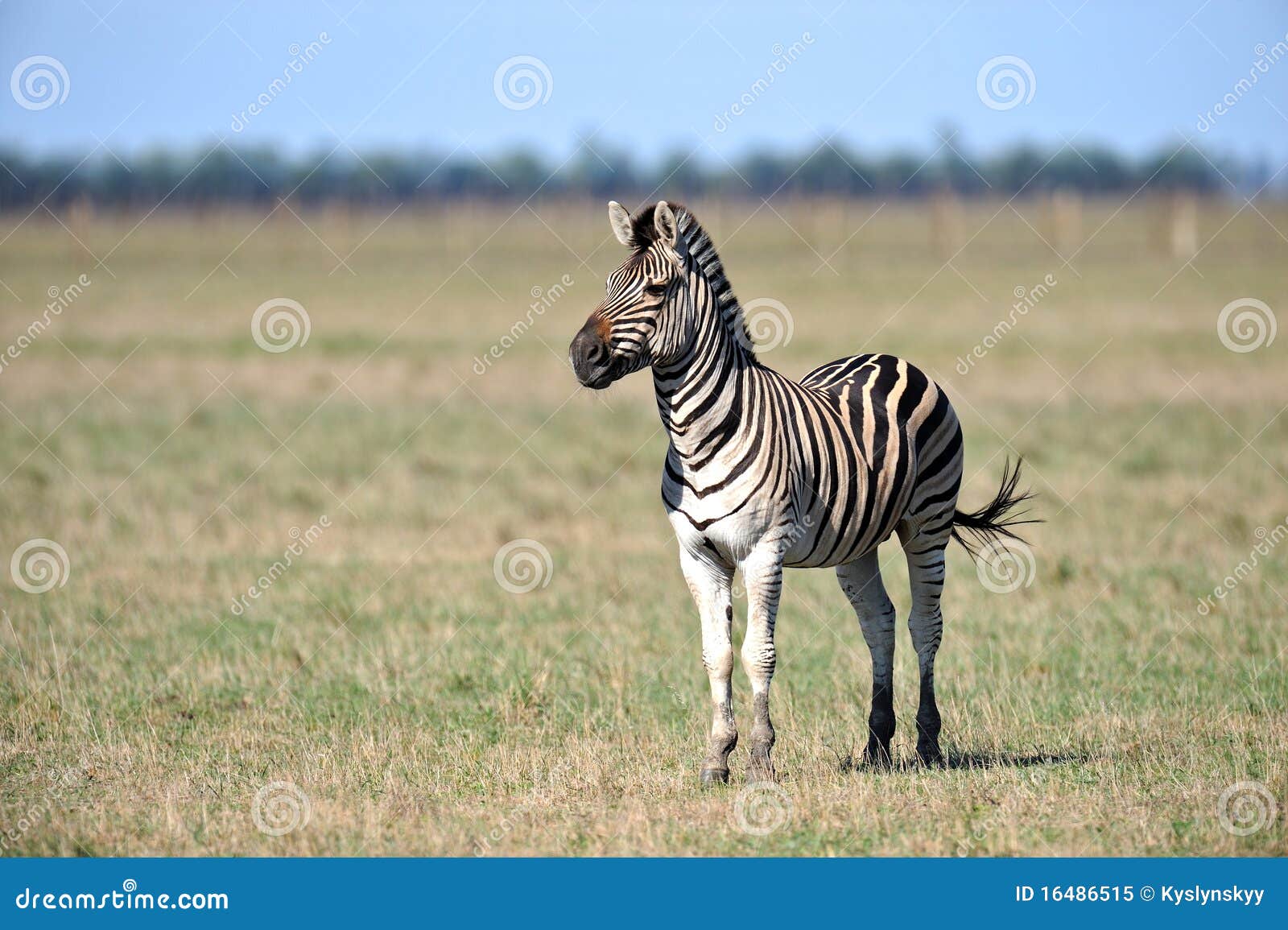 Gestreept. Zebra in het wilde milieu van woning