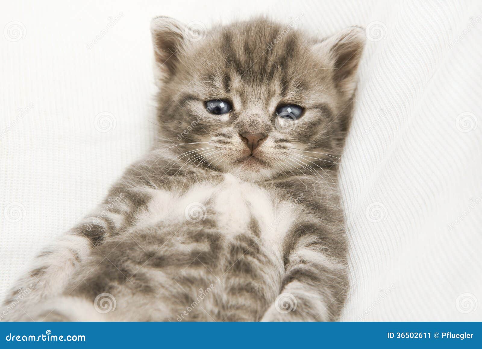 De gestreepte babykatten, grijze katten werpen het bekijken de camera, van een doos met wit plafond