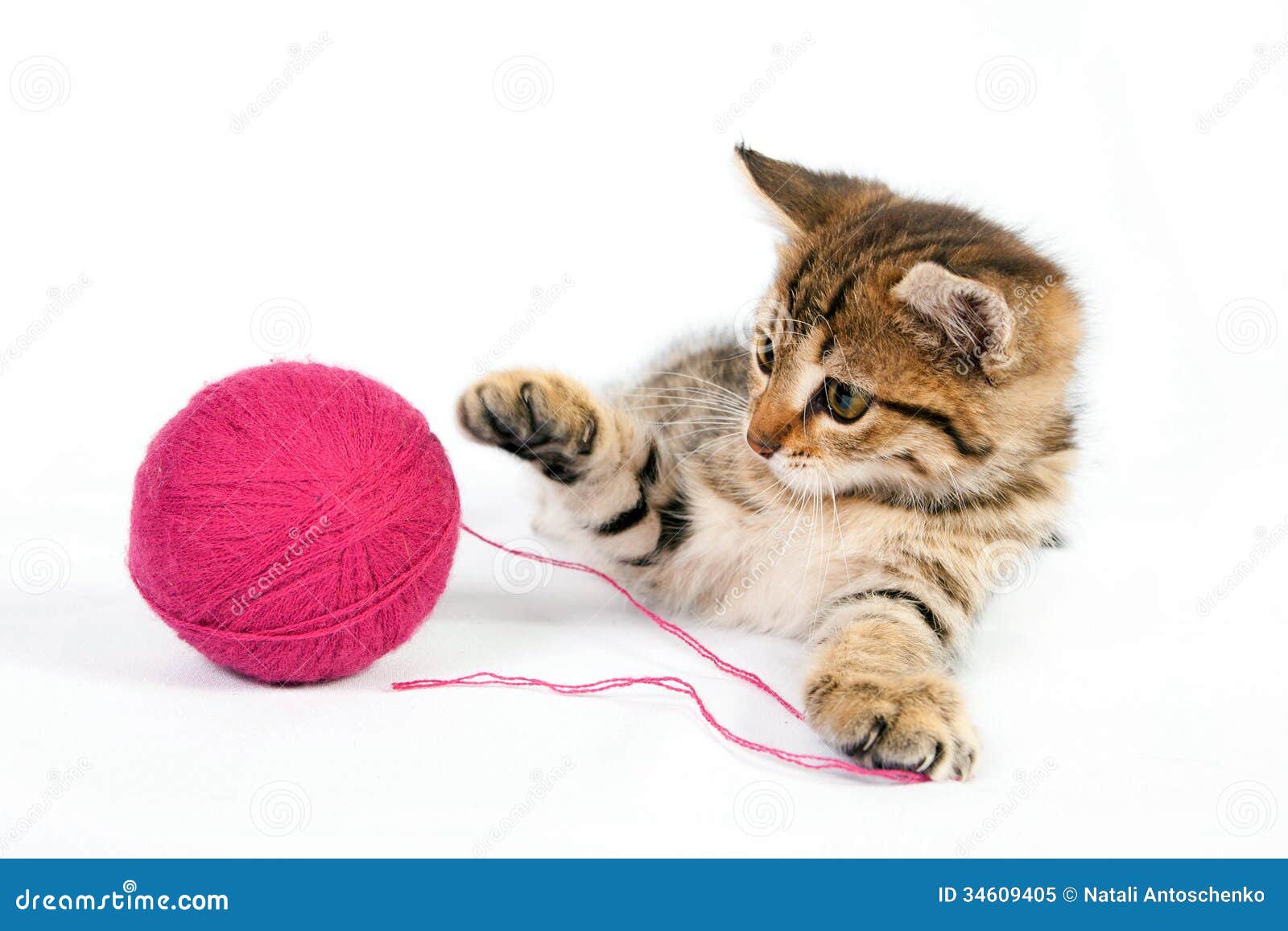 Gestreepte katkatje het spelen met een bal van garen. Het kleine gestreepte katkatje spelen met een bal van garen