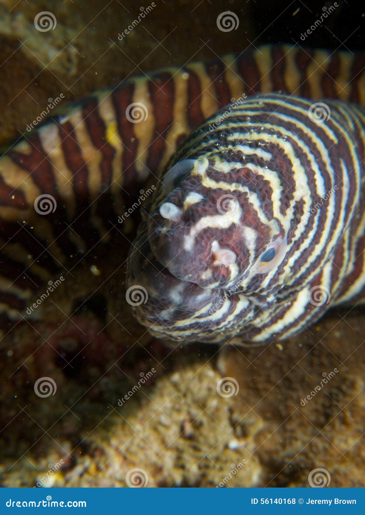 Close-up van het hoofd van een gestreepte moray paling De Eilanden van advertentiedimaniyat, Oman