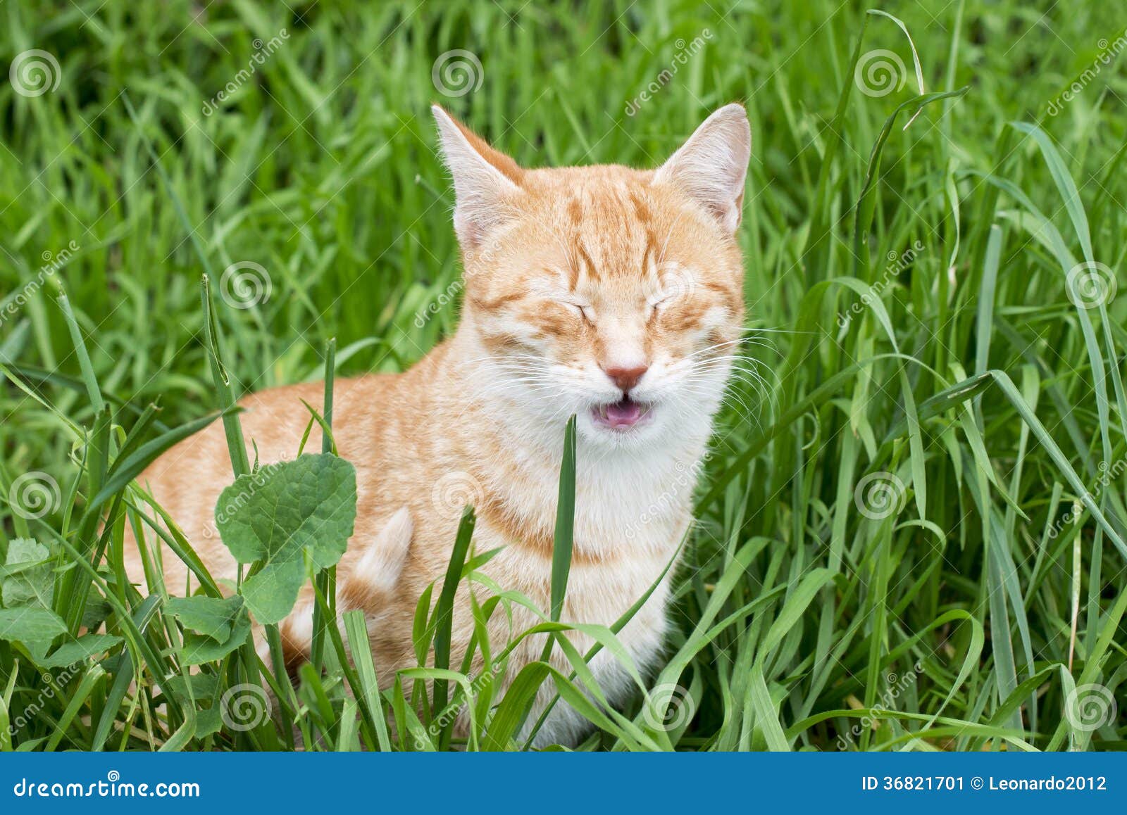 Gesture of Expression of Cat Mouth Opening after Smelling Grass. Stock