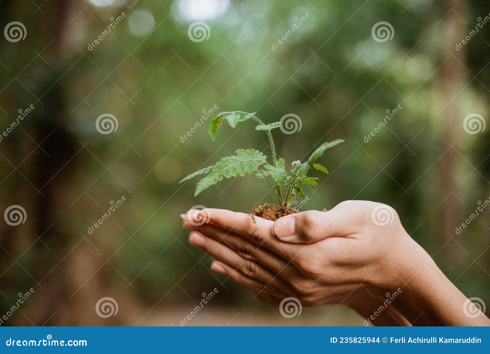 planting tree for better environment sustainability