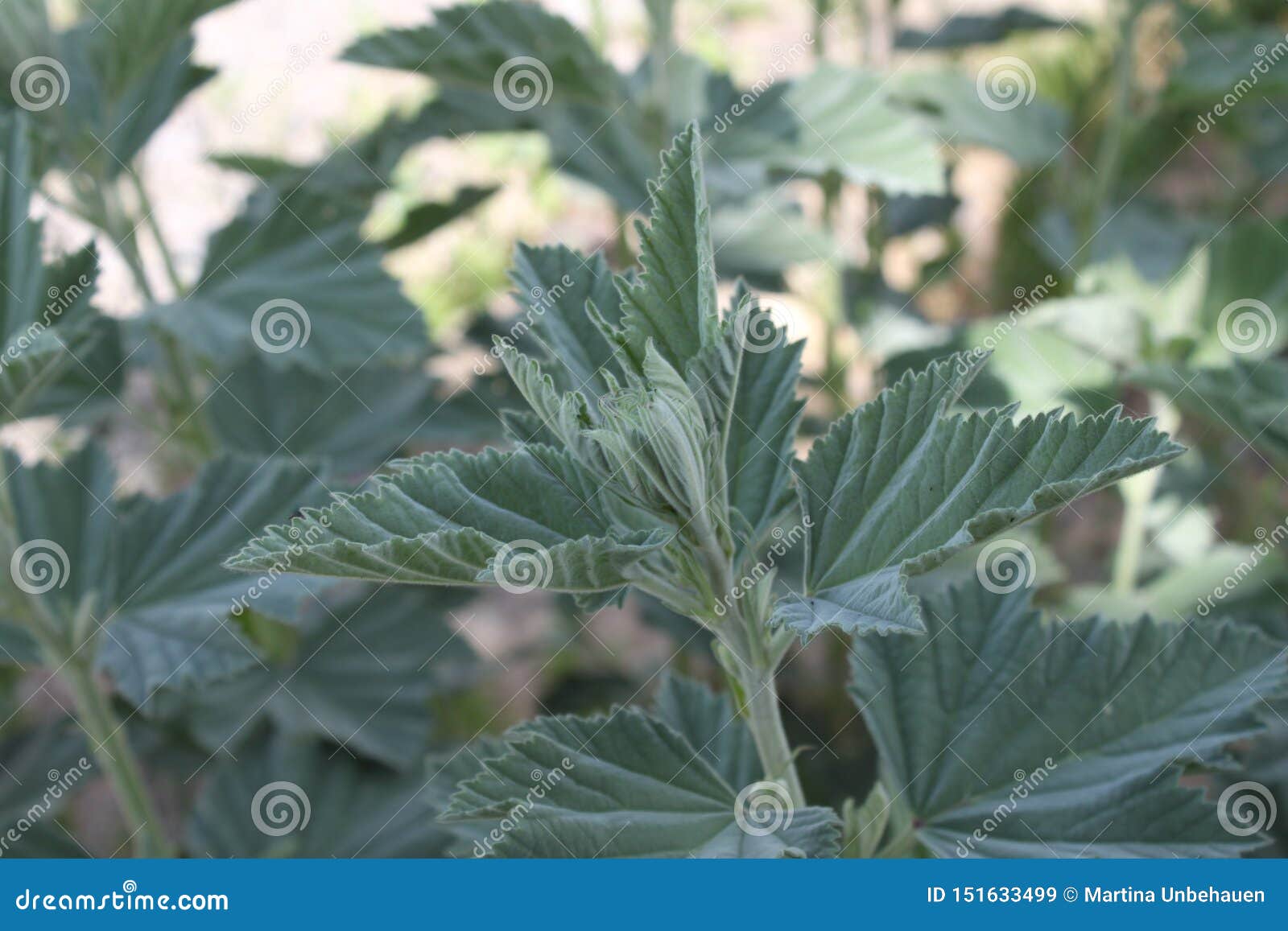 Gesunder Eibisch im Garten stockbild. Bild von betrieb 151633499