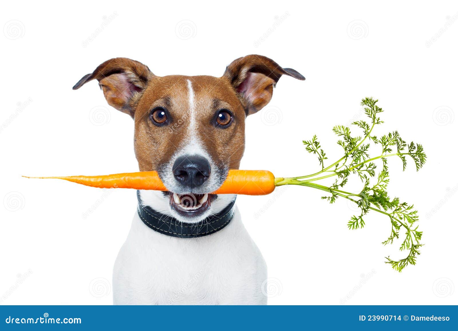 Gesunder Hund Mit Einer Karotte Stockfoto Bild von köstlich