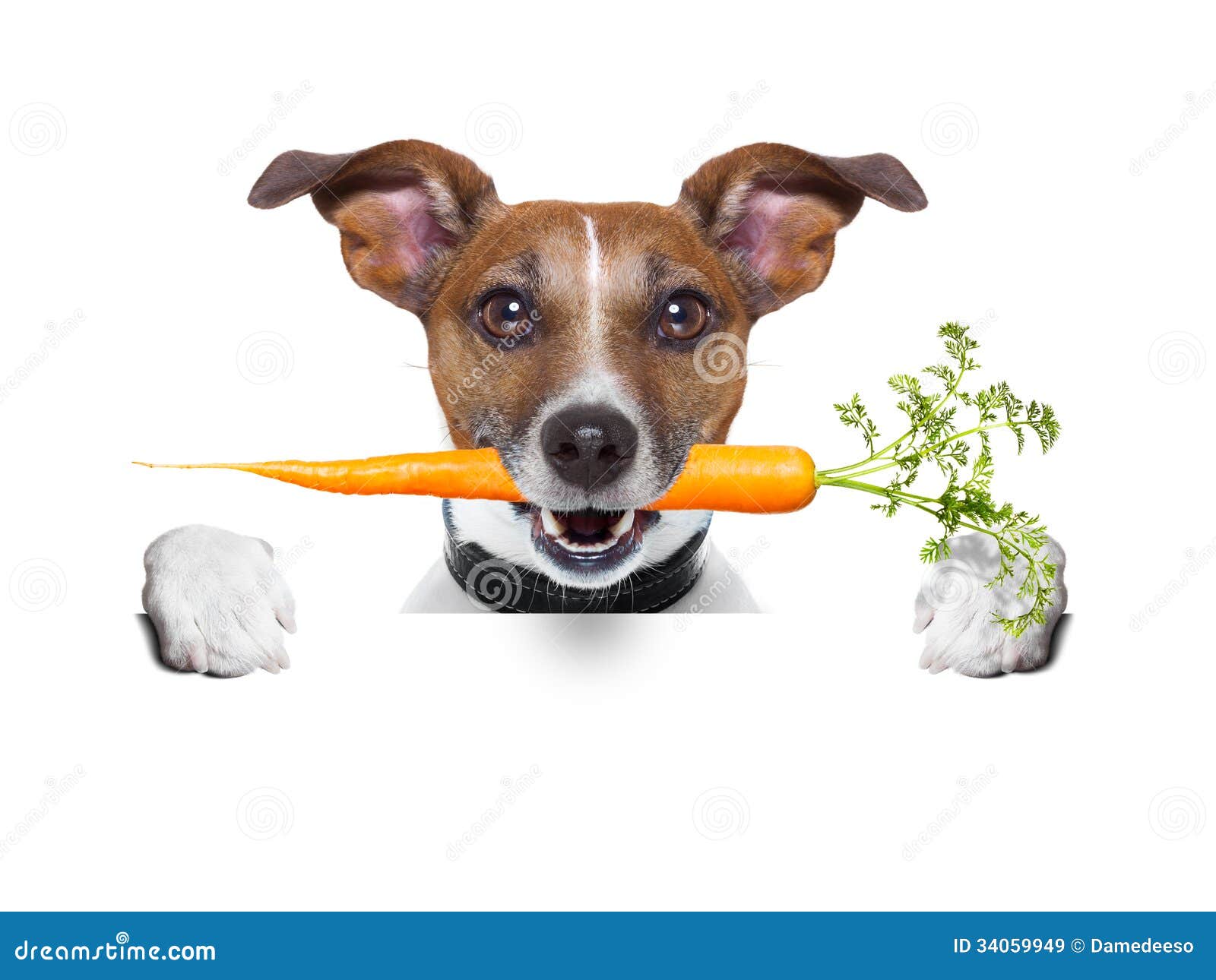 Gesunder Hund Mit Einer Karotte Stockbild Bild von organisch