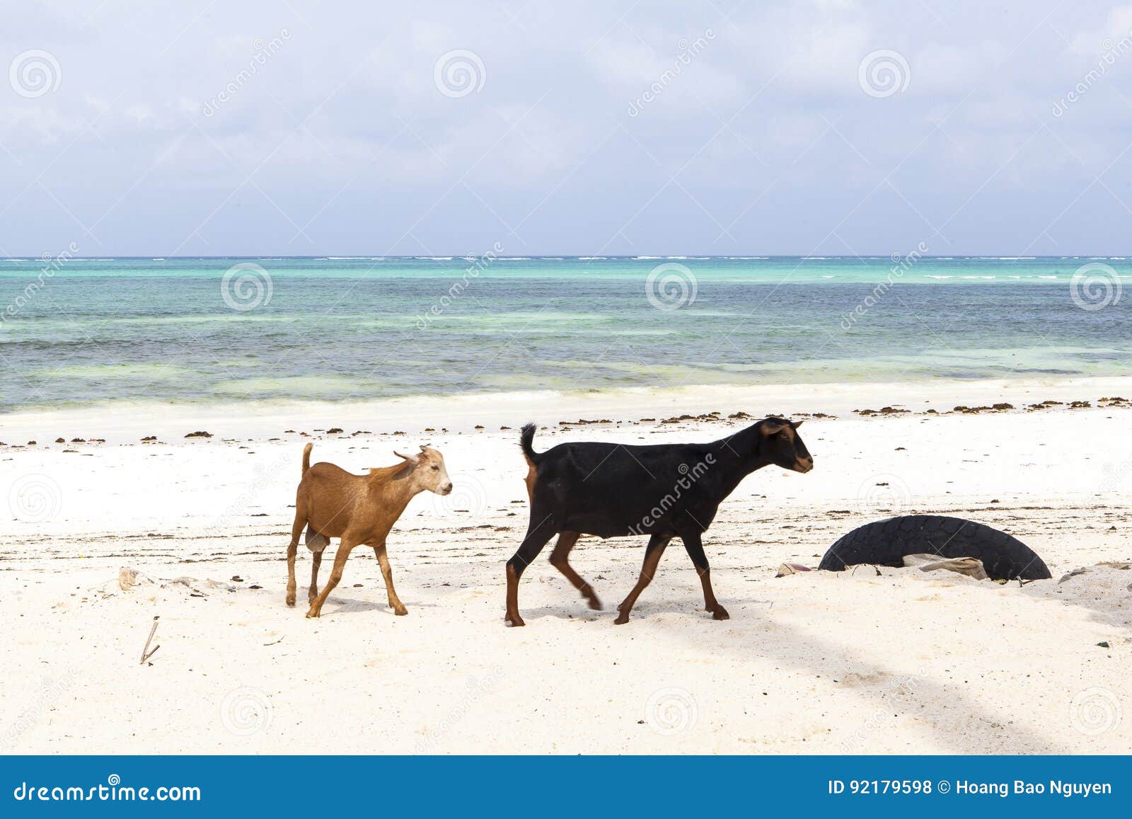 Geten på den Zanzibar ön. Denna bild tas i zANZIBAR, TANZANIA