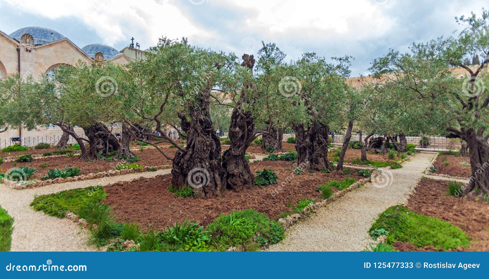 Gethsemane Garden At Mount Of Olives Jerusalem Israel Stock