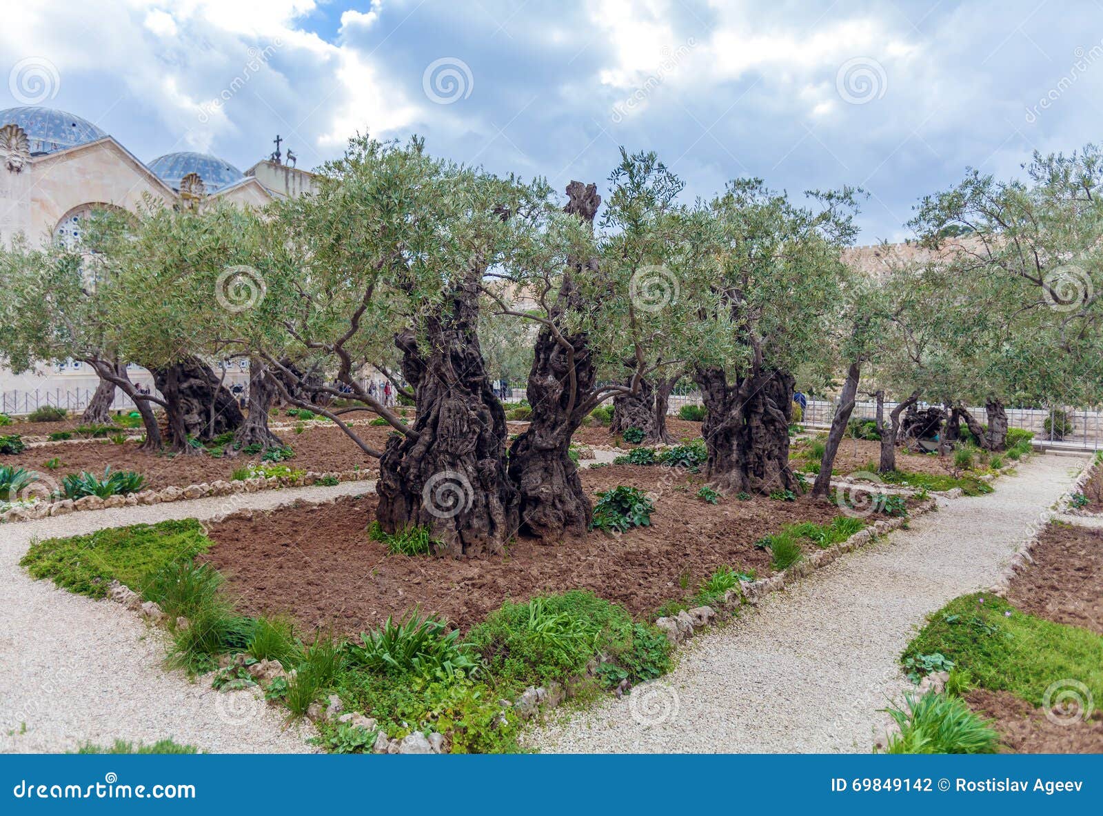 Gethsemane Garden at Mount of Olives, Jerusalem, Israel Stock Photo