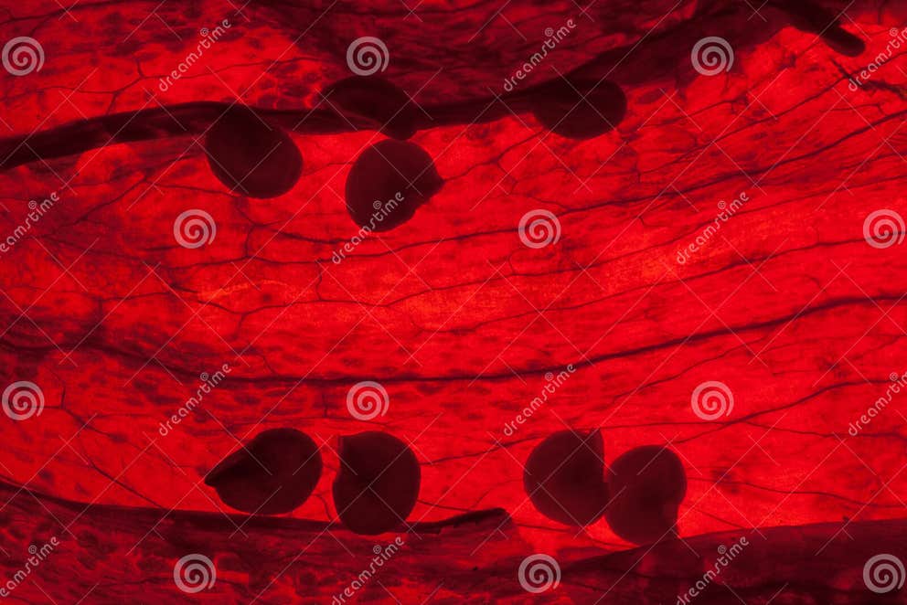 Getrocknete Paprikas stockfoto. Bild von geschmack, würze - 16834424