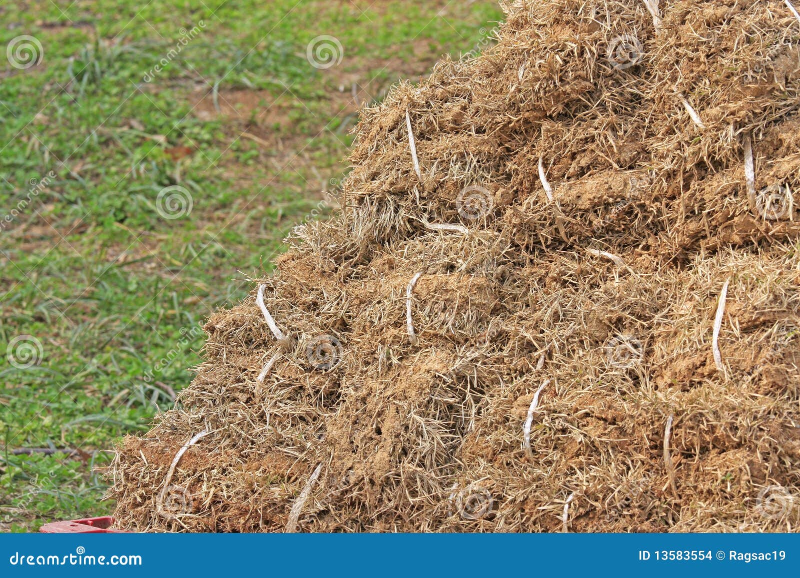 Getrocknetes Gras Getrocknetes Gras
