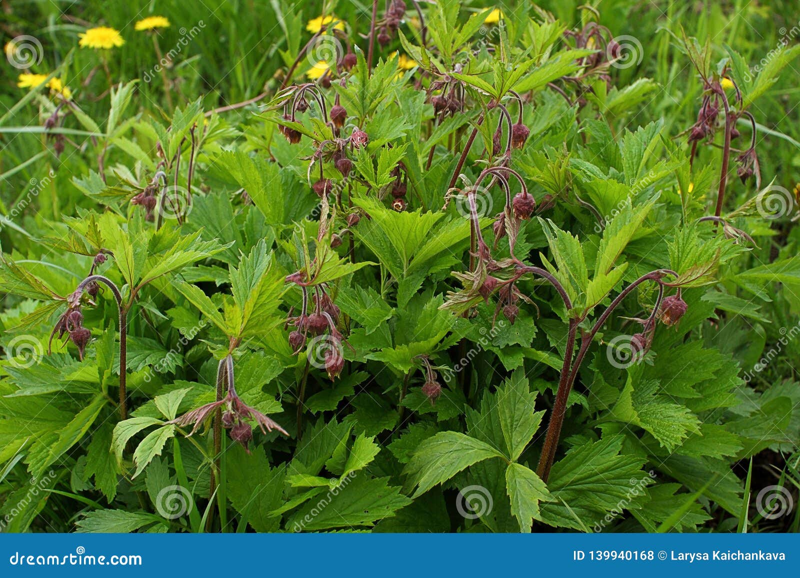 Geum Urbanum During Flowering Stock Photo Image Of Medicine Medical 139940168
