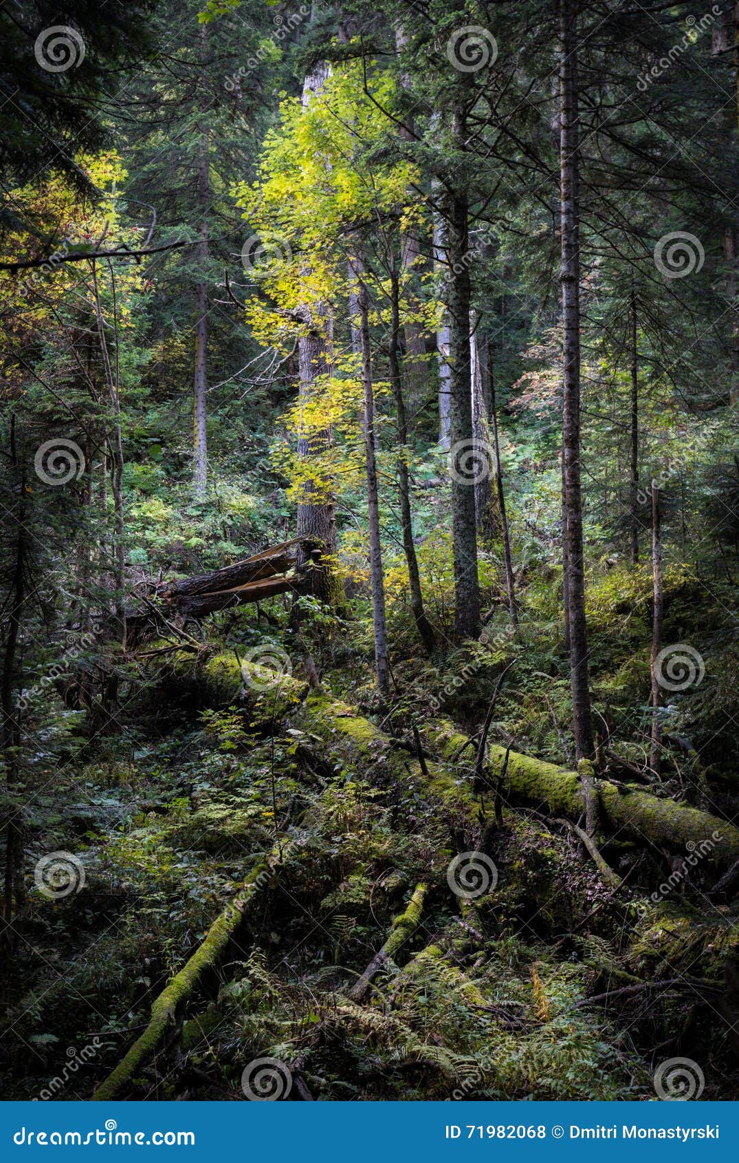 Gevallen die bomen met mos in het sparbos deadwood worden behandeld