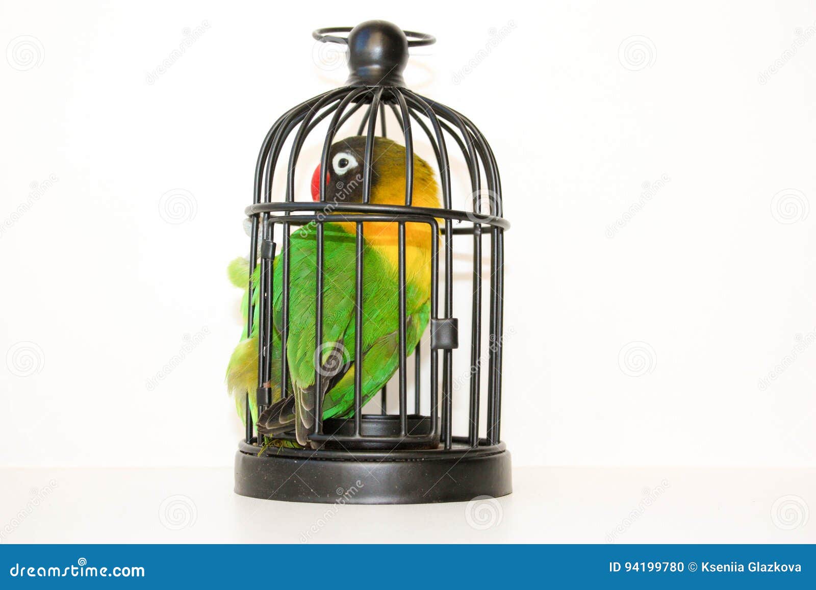 Speciaal Zichzelf een keer Gevangen Papegaai in Een Kooi Op Een Wit Stock Foto - Image of papegaai,  staven: 94199780