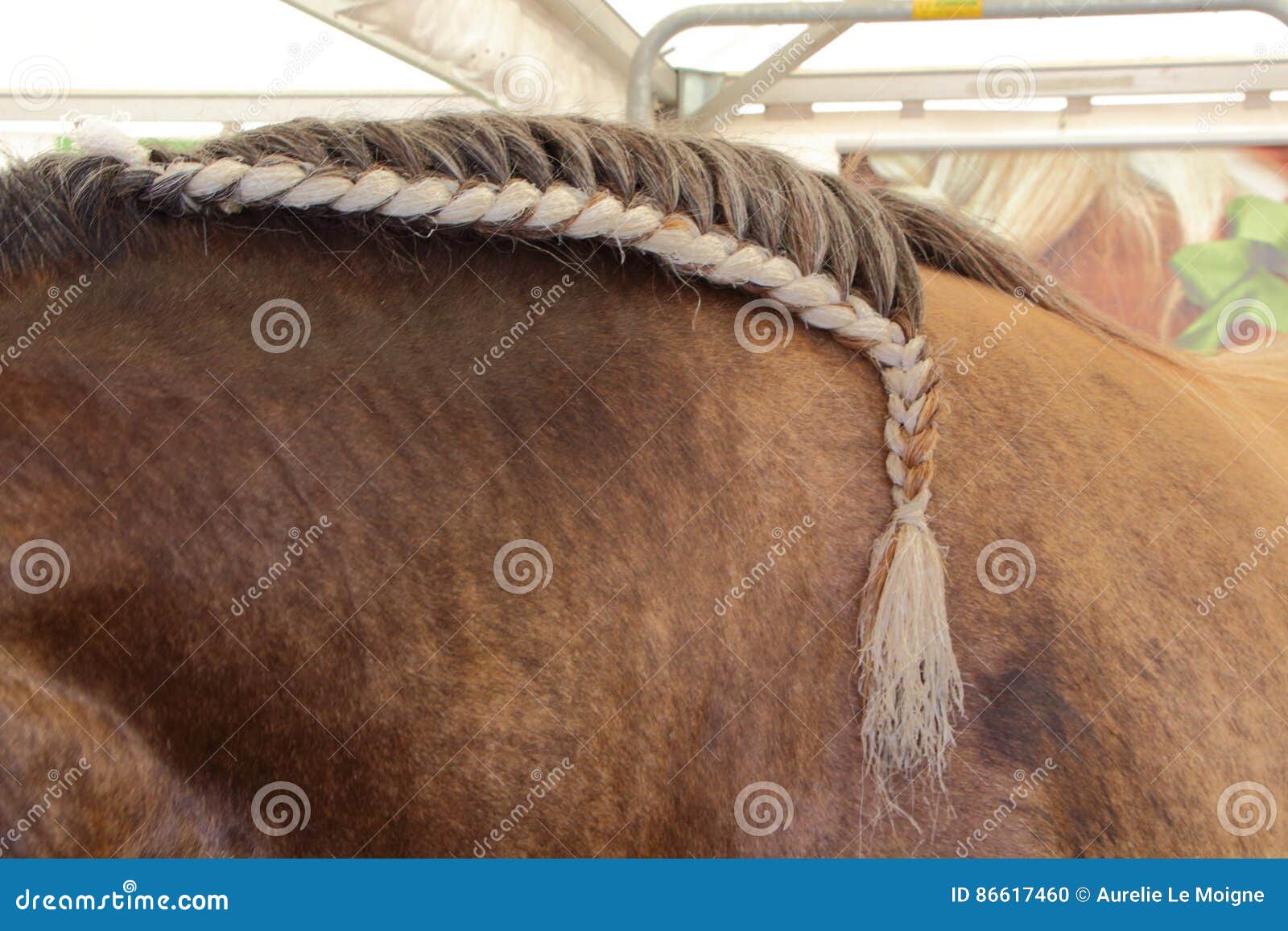 Verwonderend Gevlechte Manen Van Een Paard Stock Foto - Afbeelding bestaande OC-96