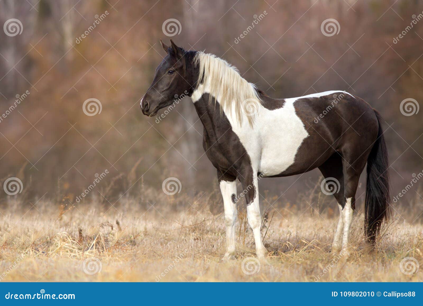 Gevlekt paard stock foto. Image of bruin, looppas - 109802010