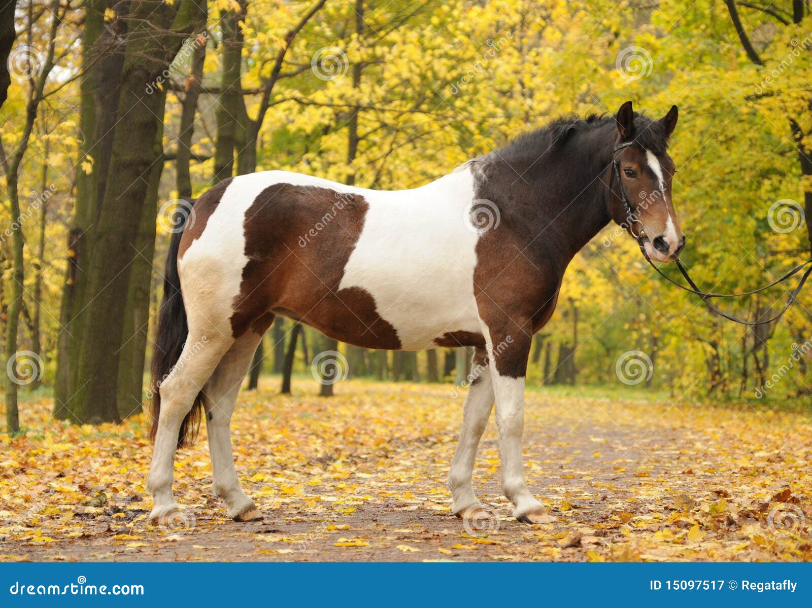 paard in park stock afbeelding. Image boom - 15097517