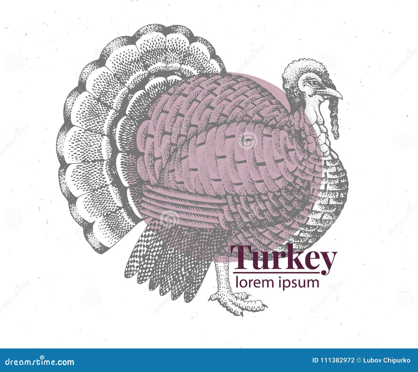 Turkey draw vector stock