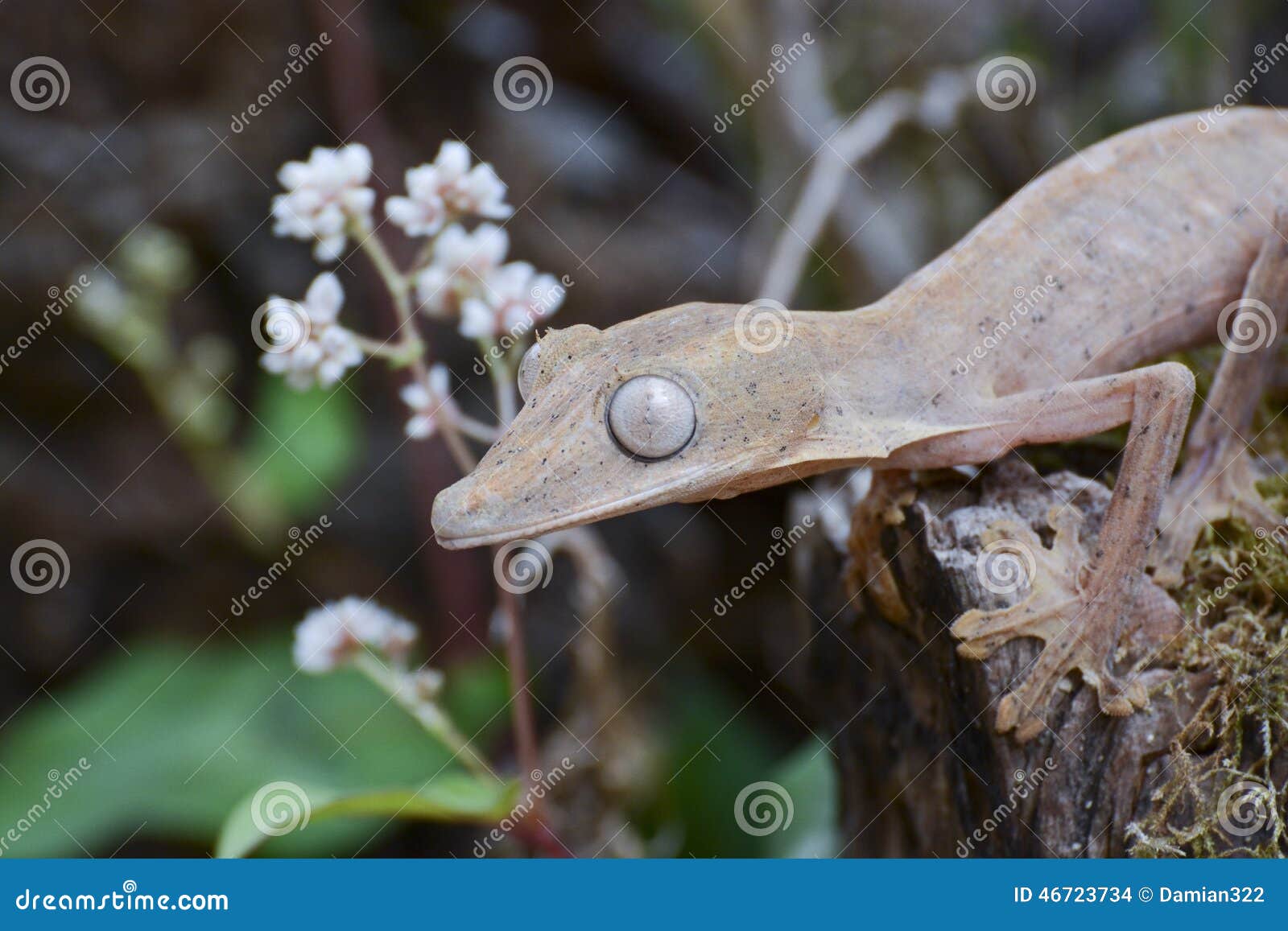 Gezeichneter leaftail Gecko (Uroplatus), Madagaskar. Gezeichneter leaftail Gecko (Uroplatus), marozevo, Madagaskar