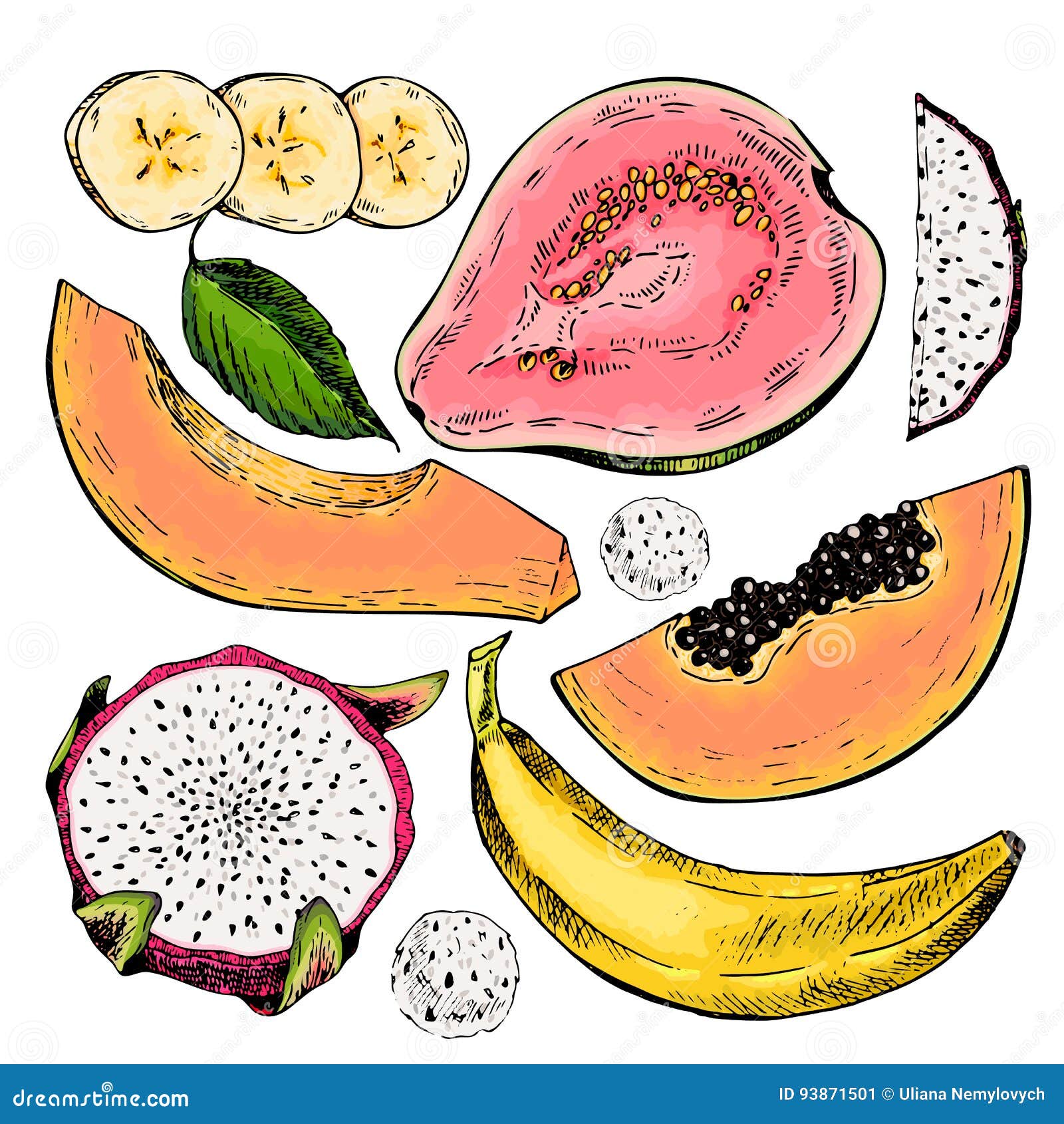 Vektor Handgezeichnete Reihe Exotischer Früchte. Papaya ...