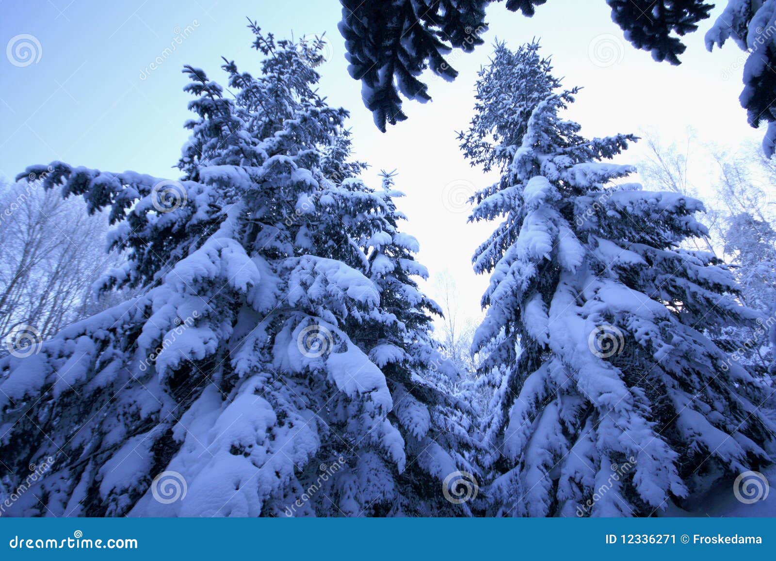Gezierter Baum mit Schnee. Norwegen-Fichte im Winter mit Schnee