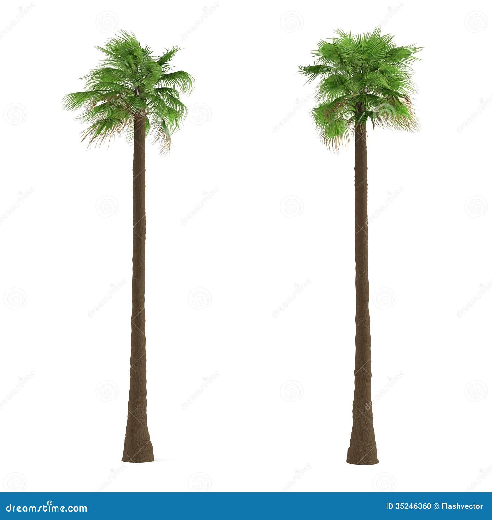 Geïsoleerde palm. Washingtoniafilifera. Zie mijn andere werken in portefeuille.