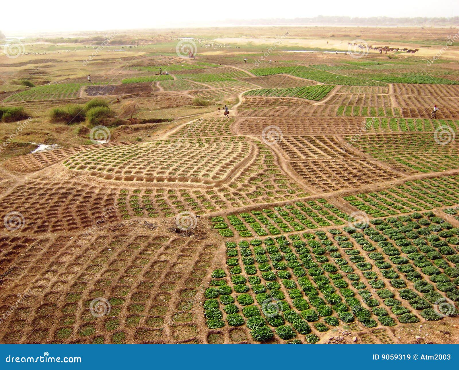 ghana fields - african rural landscape