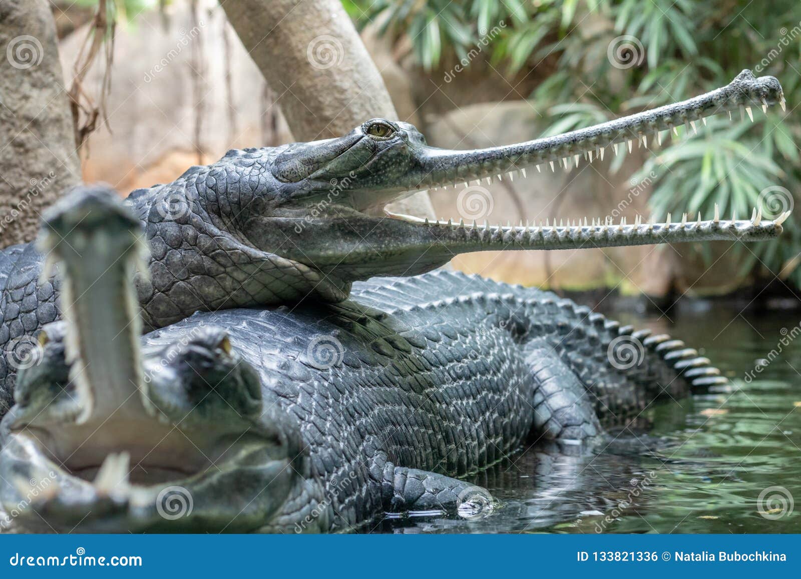 Gharial Or Fish-Eating Crocodile With Open Mouth Stock Photo - Image Of  Gavialis, Fauna: 133821336