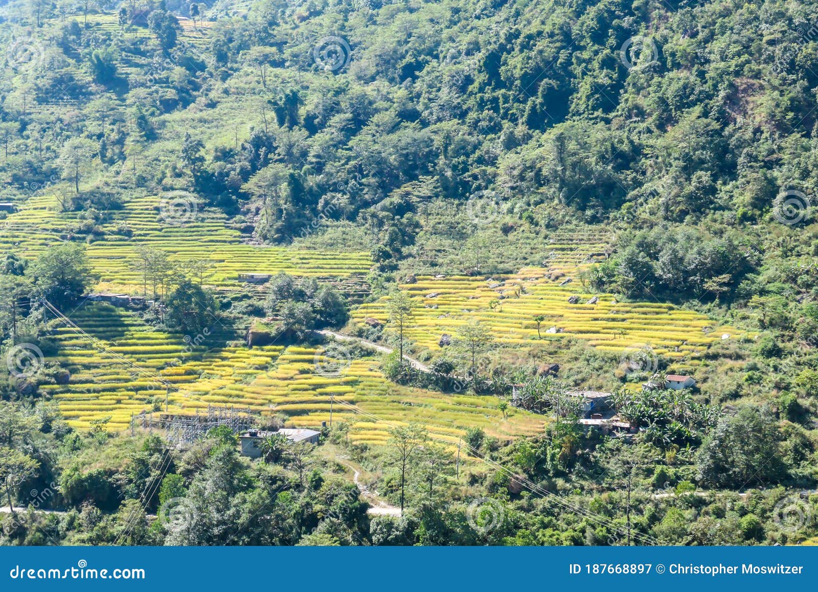 ghermu - lush green rice paddies in himalayas