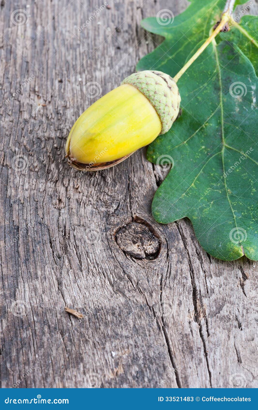 Ghiande E Foglie Della Quercia Isolate Su Bianco Fotografia Stock - Foto 8