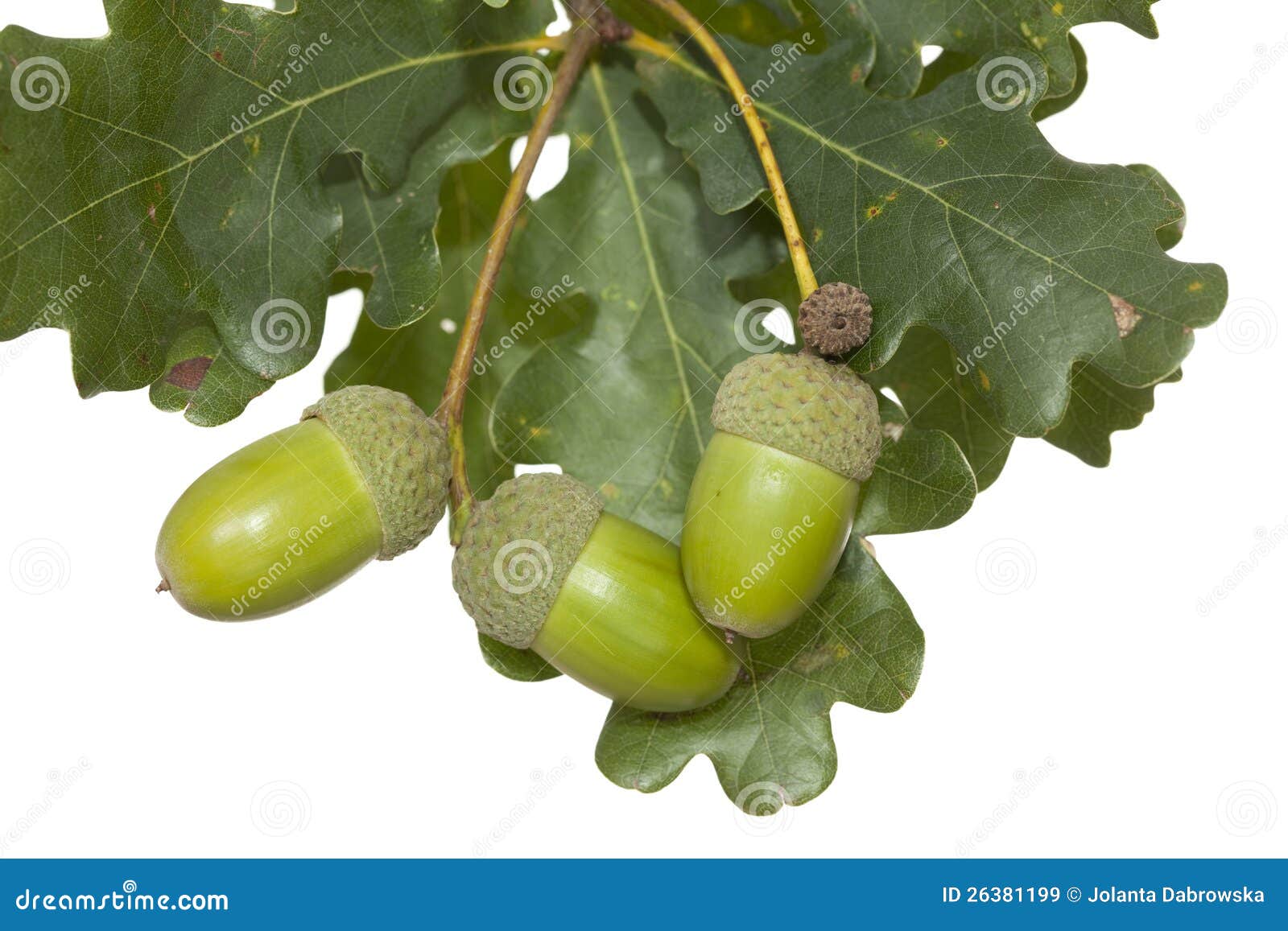 Ghiande E Foglie Della Quercia Isolate Su Bianco Fotografia Stock - Foto 7