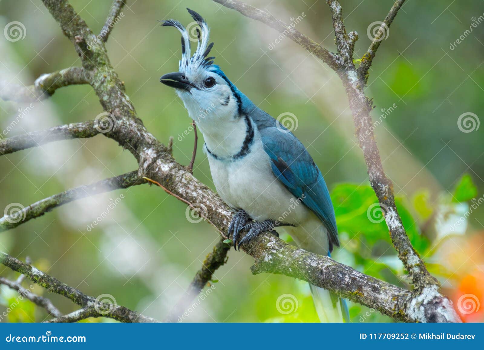 Emidio Civitillo Cusano Mutri Bn La Ghiandaia Ha Favorito La Diffusione Delle Querce E Dei Castagni